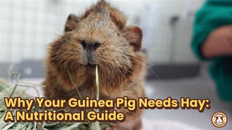 Hay Essentials: The Key to a Happy and Healthy Guinea Pig