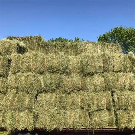 Hay for Sale Near Me: The Ultimate Guide to Finding, Buying, and Using Hay