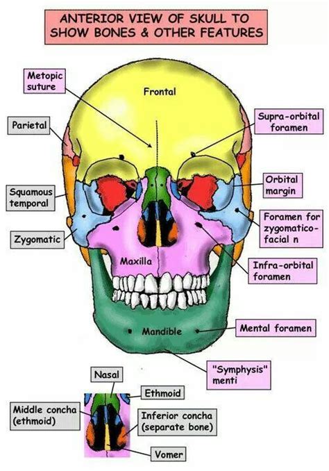 Head and Neck Anatomy for Dental Medicine Kindle Editon