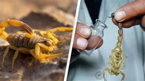 Heading: The Sting That Packs a Punch: Uncovering the Truth About Scorpion Venom and Its Uses