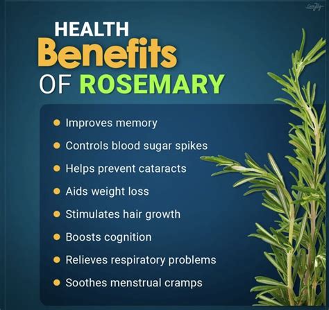 Health Benefits of Rosemary For Cooking and Health Doc