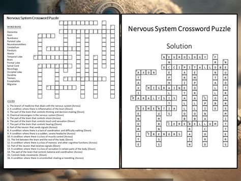 Health Nervous System Crossword The Science Spot Answers Reader