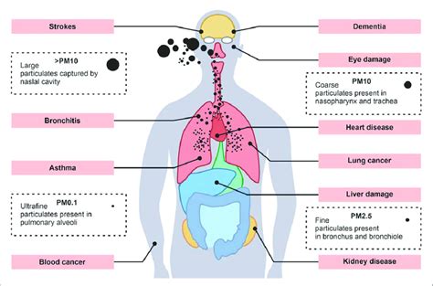 Health Risks of Rotten Matter