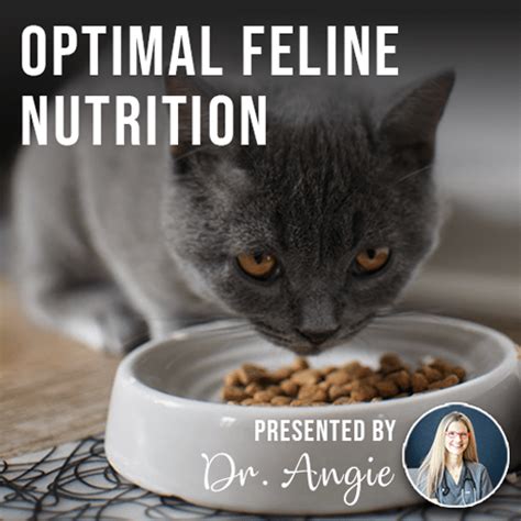 Healthiest Cat Food for Cats: A Comprehensive Guide to Optimal Feline Nutrition