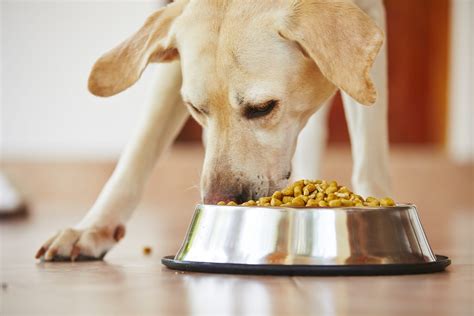 Healthy Dog Food Treats: A Comprehensive Guide to Keep Your Furry Friend Thriving