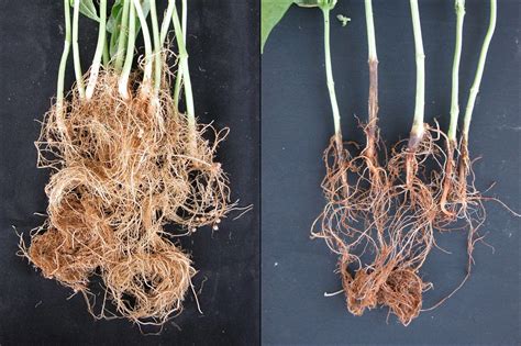 Healthy root development: