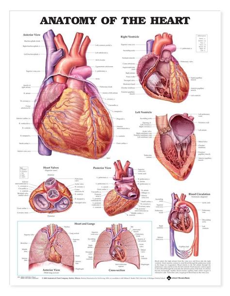 Heart 2 Heart 2nd Edition Doc
