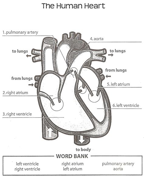 Heart Diagram With Label And Answer Key Doc