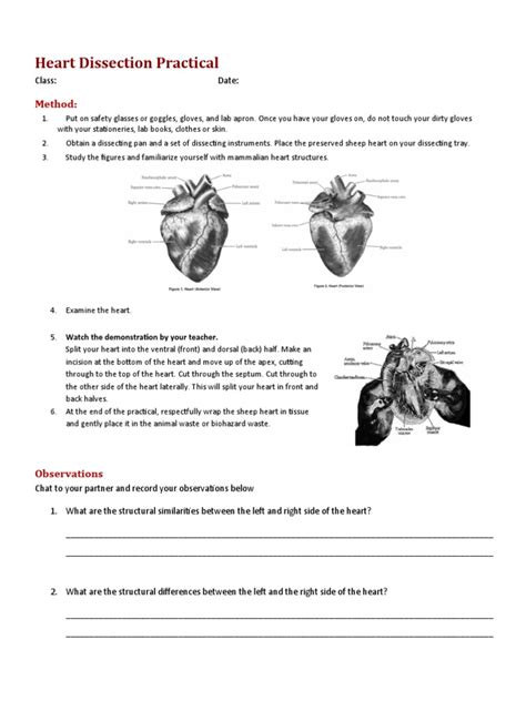 Heart Dissection Pretest Answers Epub