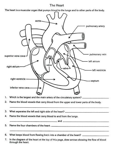 Heart Packet Answer Key Epub