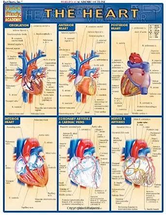 Heart Quickstudy Academic Inc BarCharts Epub