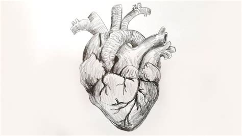 Heart Real Drawing