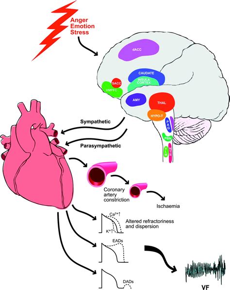 Heart-Brain Interactions Kindle Editon