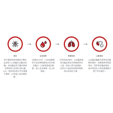 Heartgard 香港：全方位心臟蟲預防方案