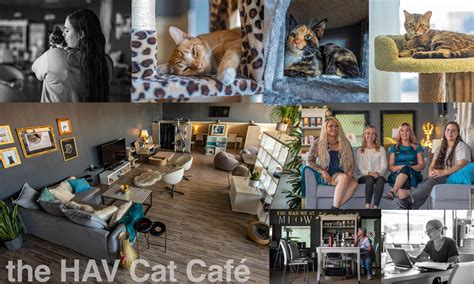 Hearts Alive Village Cat Café: A Purrfect Haven for Feline Lovers