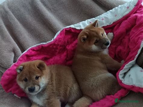 Heartwarming Shiba Inus Seeking Forever Homes: Embrace the Love and Loyalty