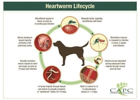 Heartworm Disease: An Overview