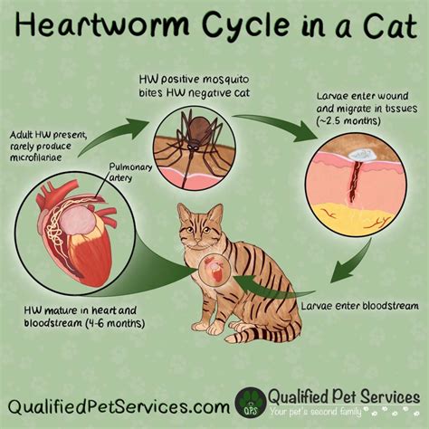 Heartworm Prevention for Cats: 7 Vital Tips to Safeguard Your Feline Friend