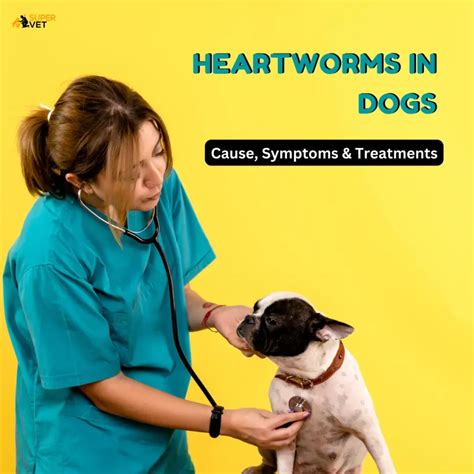 Heartworm Symptoms: A Guide to Recognizing and Treating Heartworm Infection in Dogs