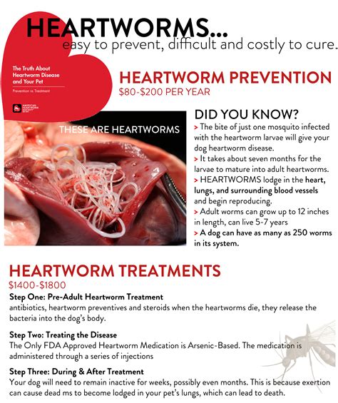 Heartworm Treatment for Dogs with Heartworm: 7 Crucial Facts