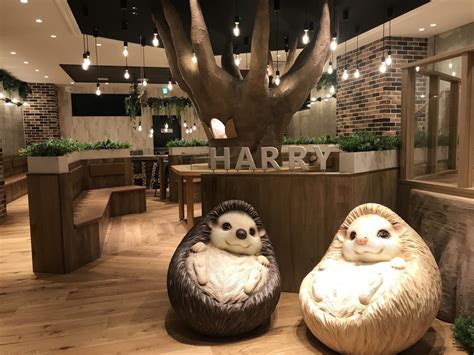 Hedgehog Cafe & Pet Store Harry Harajuku: The Ultimate Hedgehog Destination