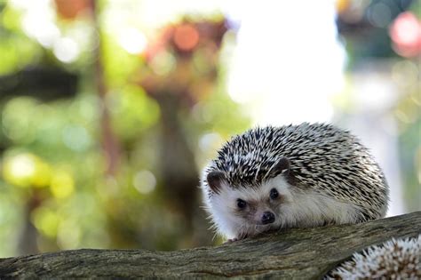 Hedgehog Cafe in Tokyo: 10 Unforgettable Experiences to Cuddle with Spiky Friends