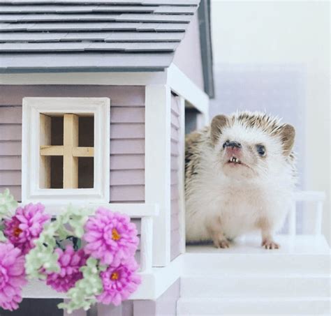 Hedgehog Cage for Sale: A Comprehensive Guide to Finding the Perfect Home for Your Prickly Pet