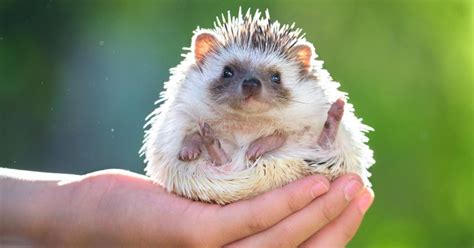 Hedgehogs: Everything You Need to Know About Them as Lovable Pets