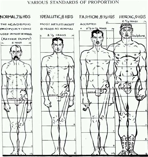 Height Variations: A Range of Proportions