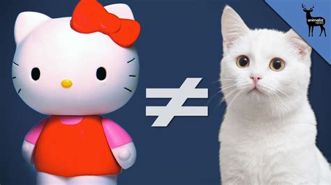 Hello Kitty is not a cat.