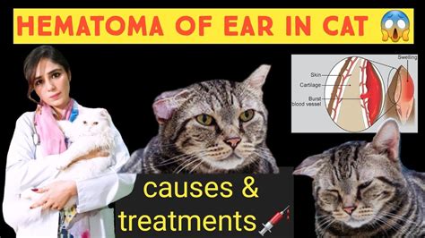 Hematoma in a Cat's Ear: 7 Surprising Facts You Need to Know