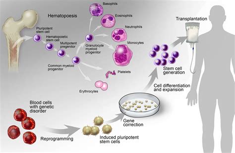 Hematopoietic Stem Cell Biology Epub