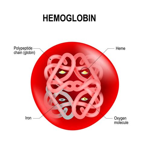 Hemoglobin: