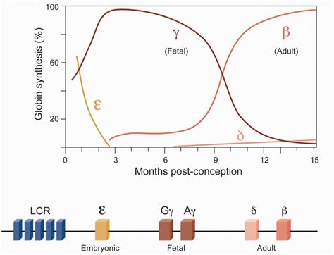 Hemoglobin Switching Doc