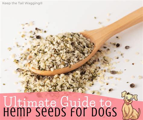 Hemp Seed Oil for Dogs: The Ultimate Guide