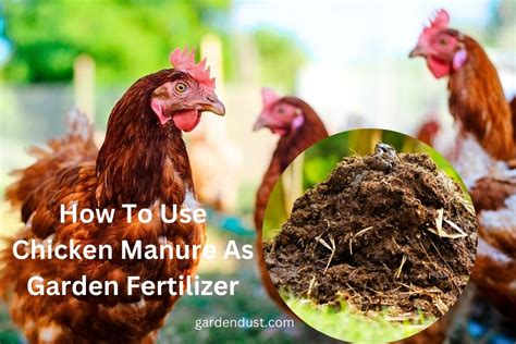 Hen Manure Fertilizer: The Secret to Bountiful Crops