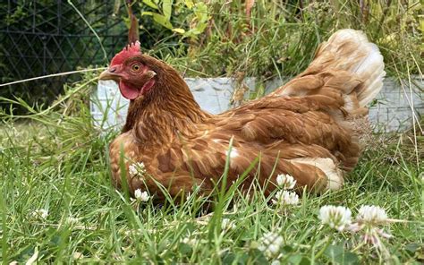 Hen Rescue Near Me: Your Complete Guide to Saving Hens