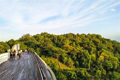 Henderson Waves Trail: A 360° Canopy Walk Through Nature