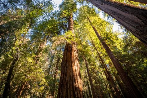 Henry Redwood State Park: Unveiling the Majestic Realm of Ancient Redwoods