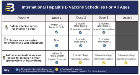 Hepatitis B Vaccine Schedule for Adults: A Comprehensive Guide