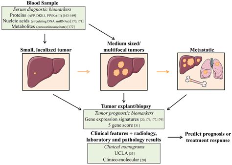 Hepatocellular Carcinoma and Liver Metastases Diagnosis and Treatment Proceedings of the Internatio PDF