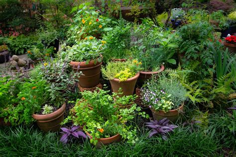 Herb garden: