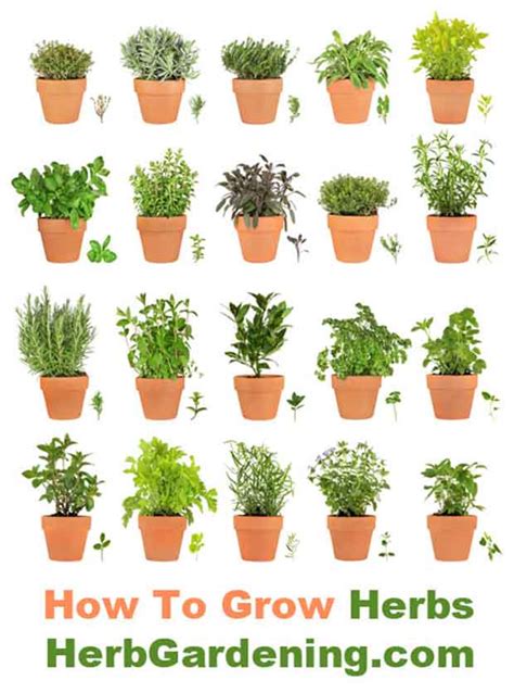 Herbs Growing Indoors Learn to Grow Your Own Herbs Reader