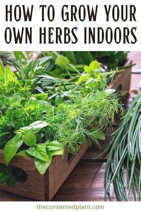 Herbs Growing Indoors Learn to Grow Your Own Herbs Kindle Editon