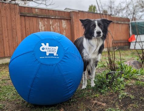 Herding ball benefits and advantages