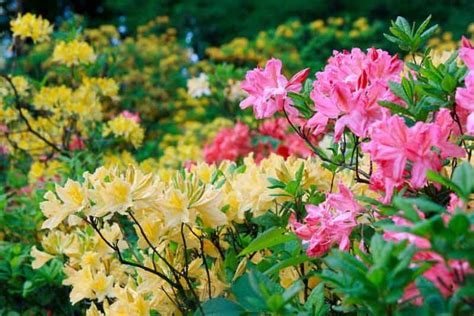 Here are some additional tips for choosing a fertilizer for rhododendrons and azaleas: