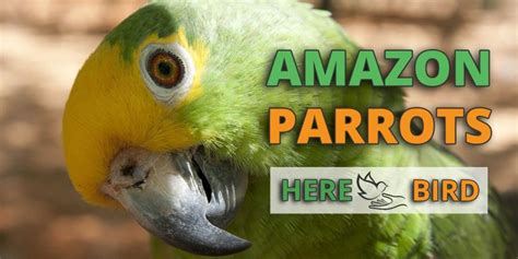 Here are some basic tips for caring for an Amazon parrot: