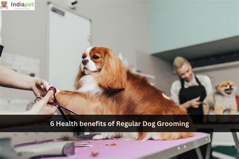 Here are some of the health benefits of pet grooming: