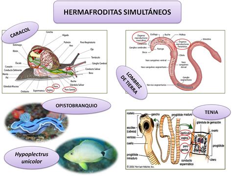 Hermafroditismo