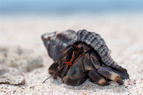 Hermit Crab Food: A Comprehensive Guide to Nourishing Your Shell-Dwelling Companions